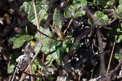 Eriogonum grande