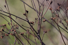 Eriogonum grande