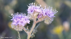 Phacelia tanacetifolia