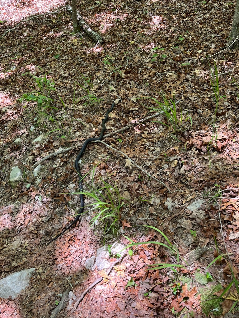 Eastern/Gray Ratsnake Complex in May 2023 by Matthew · iNaturalist