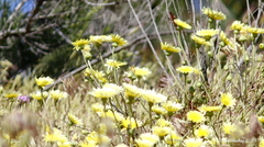 Malacothrix glabrata