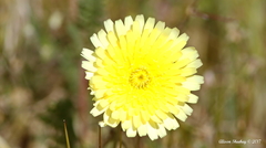 Malacothrix glabrata