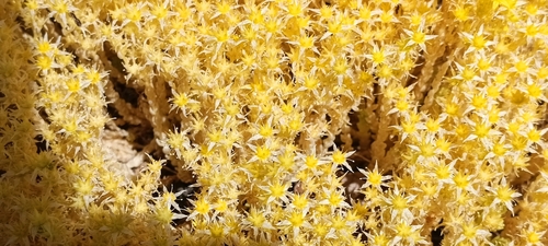 Sedum acre