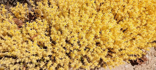 Sedum acre
