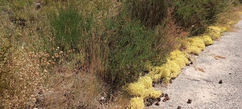 Sedum acre