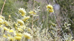 Malacothrix glabrata