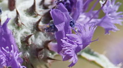 Salvia carduacea