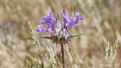 Salvia carduacea