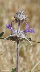 Salvia carduacea