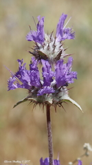 Salvia carduacea
