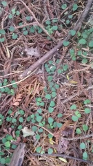 Nertera dichondrifolia