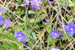 Veronica fruticans