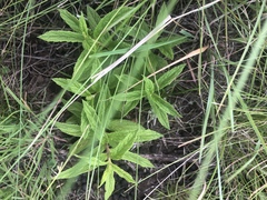 Mentha longifolia polyadena