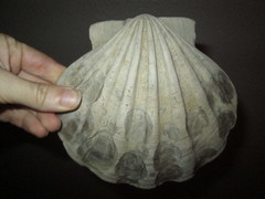 Chesapecten jeffersonius