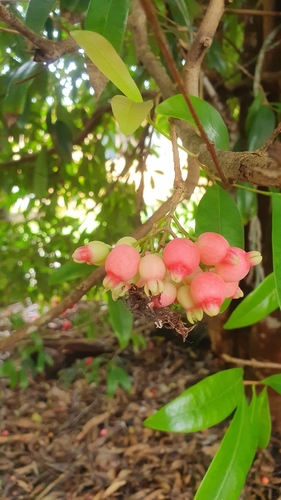 Image of Syzygium fibrosum by (c) Jane C Frost, some rights reserved (CC BY)