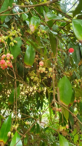 Image of Syzygium fibrosum by (c) Jane C Frost, some rights reserved (CC BY)