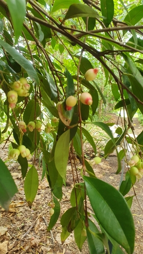Image of Syzygium fibrosum by (c) Jane C Frost, some rights reserved (CC BY)