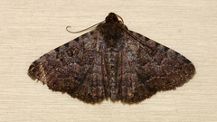 Diatenes aglossoides