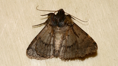 Diatenes aglossoides