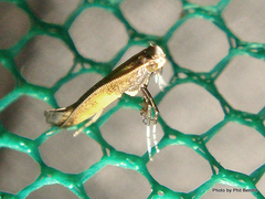 Caloptilia azaleella