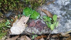 Sedum rhodocarpum