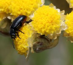 Gastrida abdominalis