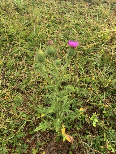 Cirsium vulgare observed 2023-07-19