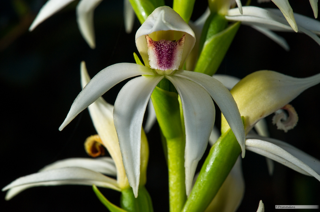 Megastylis gigas