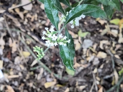 Tournefortia hartwegiana