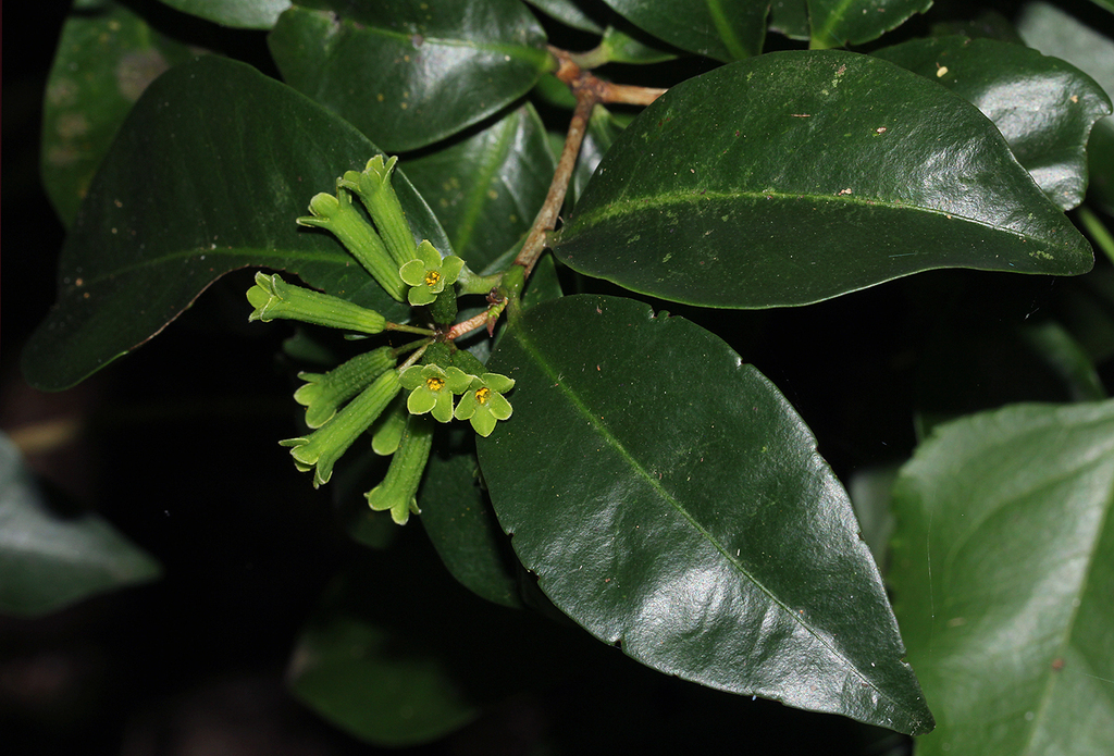 Cordtree
