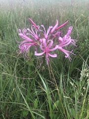 Nerine angustifolia