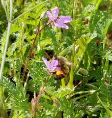 Apis mellifera