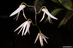 Dendrobium fractiflexum