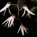 Dendrobium fractiflexum - Photo (c) Frédéric Desmoulins, algunos derechos reservados (CC BY-NC), subido por Frédéric Desmoulins