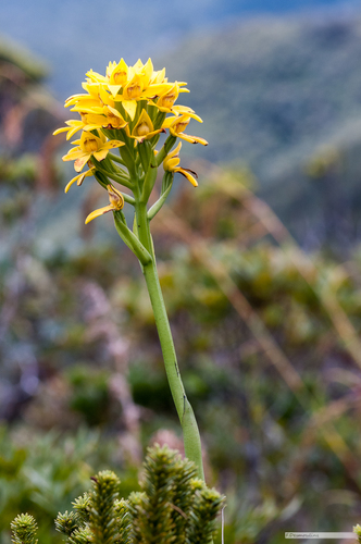 Megastylis