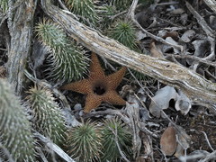 Huernia pillansii
