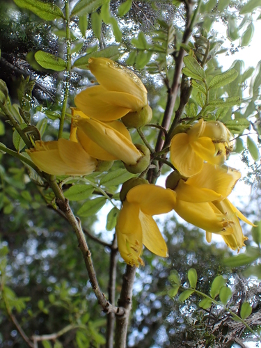 Sophora chrysophylla observed 2015-02-19