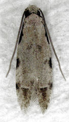 Endophthora omogramma