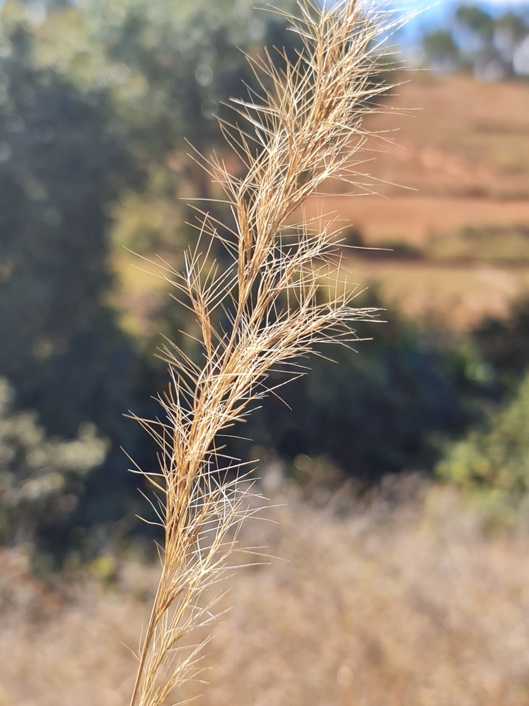 Aristida rufescens