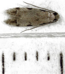 Endophthora omogramma