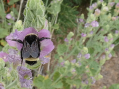 Sidalcea hickmanii parishii