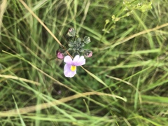 Nemesia denticulata
