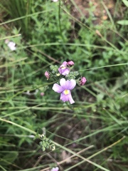 Nemesia denticulata