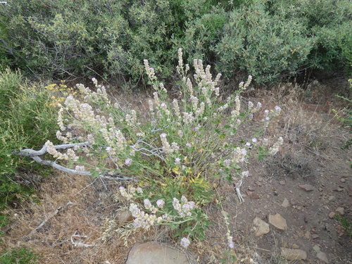 Sidalcea hickmanii ssp. parishii