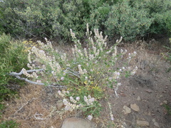 Sidalcea hickmanii parishii