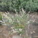 Sidalcea hickmanii parishii - Photo (c) Stephanie Calloway, algunos derechos reservados (CC BY-NC), subido por Stephanie Calloway
