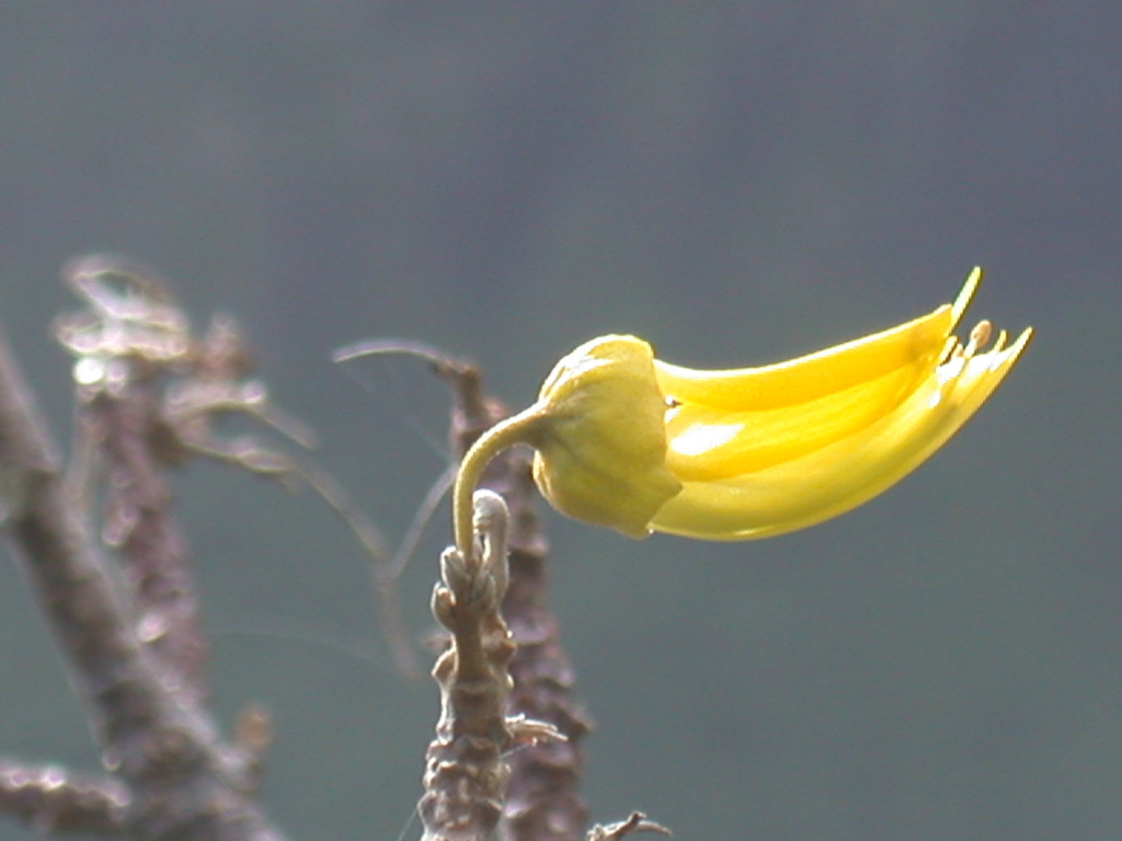 Sophora rapaensis