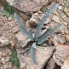 Astrolepis integerrima