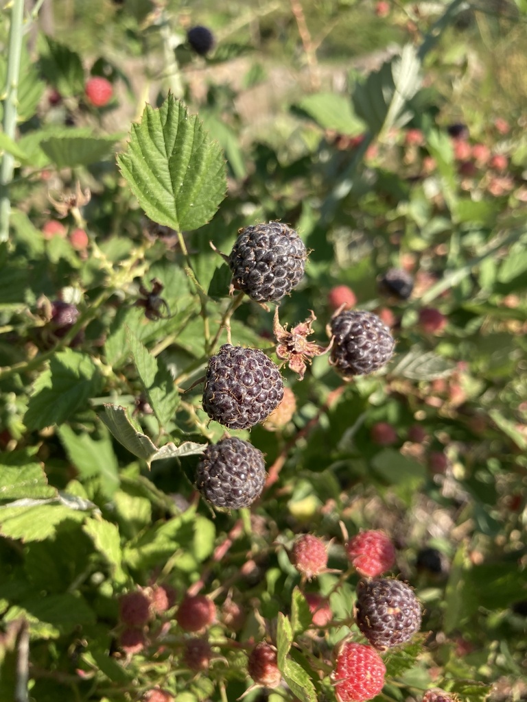 whitebark raspberry from Rogue RiverSiskiyou National Forest, Selma