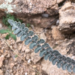 Astrolepis integerrima